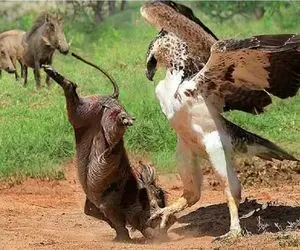 مستند حیات وحش / عقاب به سرعت نور گراز مادر رو جا گذاشت، بچه رو قاپید