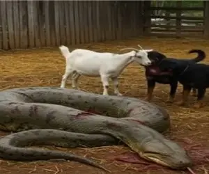 جنگ حیات وحش؛ آناکوندا غول پیچید بزبز قندی ببلعه سگای نگهبان پاره پوره اش کردن