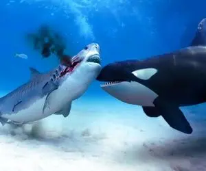 نارام زیان؛ کوسه سفاک نهنگی که در حال بلعیدن بچه کوسه بود رو جرواجر کرد