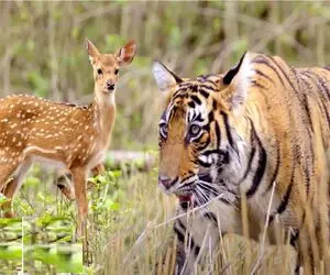 مستند حیات وحش؛ خانواده آزمند ببر کمین گذاشتن برای گله آهو