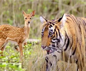 مستند حیات وحش؛ خانواده آزمند ببر کمین گذاشتن برای گله آهو