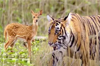 مستند حیات وحش؛ خانواده آزمند ببر کمین گذاشتن برای گله آهو