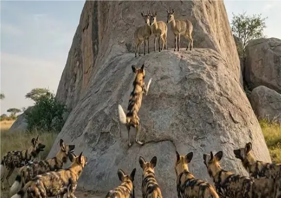 مستند حیات وحش؛ شکارچی و شکار برای زنده ماندن می‌جنگند