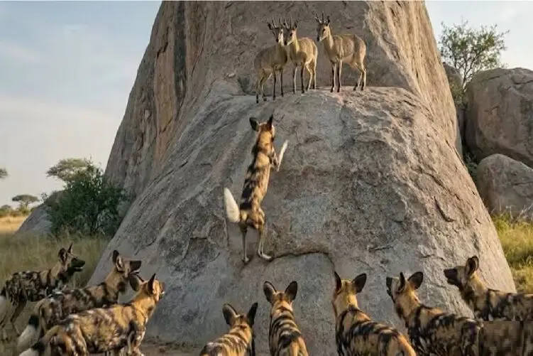 مستند حیات وحش؛ شکارچی و شکار برای زنده ماندن می‌جنگند