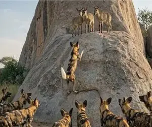 مستند حیات وحش؛ شکارچی و شکار برای زنده ماندن می‌جنگند