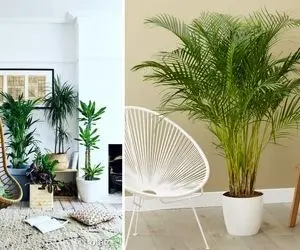 گیاهان آپارتمانی خاص برای پذیرایی / زیباترین دکوراسیون برای عید 1404 با گلهای طبیعی