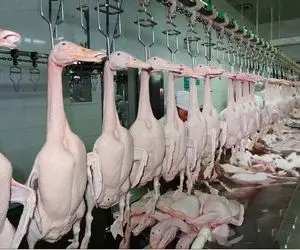 فرآوری اردک؛ اردکارو دار میزنن تو آبجوش پراشونو میکنن میفرستن واس خوراک شدن