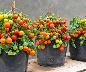 کشاورزی نوین؛ گوجه کاشته بهش تخم مرغ زده یه عالمه محصول داده