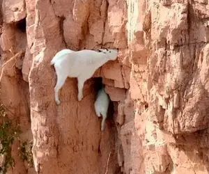 شاهکار حیات وحش / نقض آشکار جاذبه توسط بز کوهی که به دیوار مرگ صعود کرد