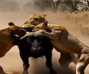جذابیت حیات وحش؛ شیر به بوفالو باخت ماده هاش برا انتقام قیام کردن