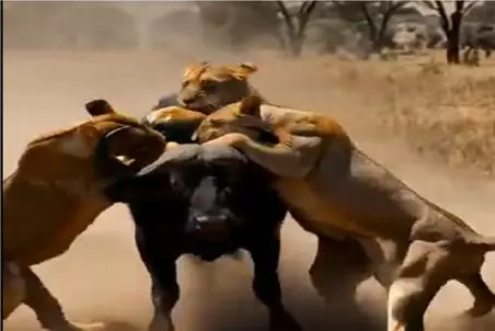 جذابیت حیات وحش؛ شیر به بوفالو باخت ماده هاش برا انتقام قیام کردن
