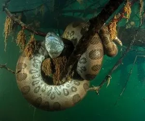 حیوانات غول جثه؛ مارهای بزرگ و عظیم که اندازه کشتی هستن آب رو می شکافن