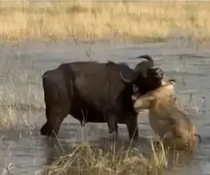 مستند حیات وحش؛ شیر مثل زالو چسبید به گلوی بوفالو خونش رو مکید