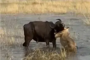 مستند حیات وحش؛ شیر مثل زالو چسبید به گلوی بوفالو خونش رو مکید