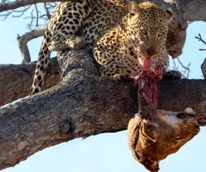 مستند حیات وحش / توله از خطر قریب الوقوع که در سایه کمین کرده بود غافل است