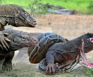 مستند حیات وحش؛ زورآزمایی اژدهای کومودو با پیتون غول‌ پیکر در شالیزار برنج