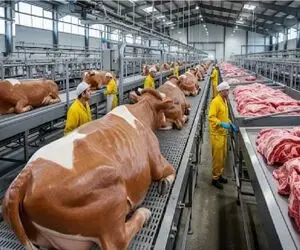 فرآوری گاو؛ گاو عظیم با دستگاه پیشرفته خلاص میکنن استرس رو طعم گوشتش اثر نزار
