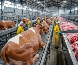 فرآوری گاو؛ گاو عظیم با دستگاه پیشرفته خلاص میکنن استرس رو طعم گوشتش اثر نزار