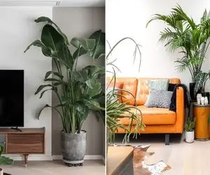 خاص ترین گیاهان مناسب پذیرایی بدون نور / مختص نشیمنی که بیشترین روشناییش از نور لامپه