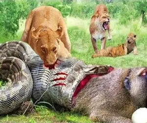 صحنه دهشتناک؛ پیتون غول پیکر موقع بلع گوریل کریه توسط شیر قطعه قطعه شد