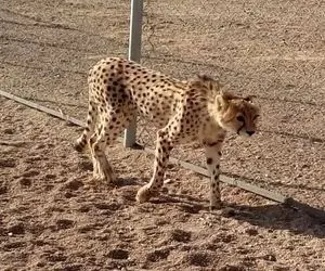 نگرانی برای “دلبر”؛ یوزپلنگ توران به ویروس مبتلا شد