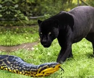 از جذابیت های حیات وحش؛ ملاقات نه چندان دوستانه پیتون زرد براق با جگوار مشکی