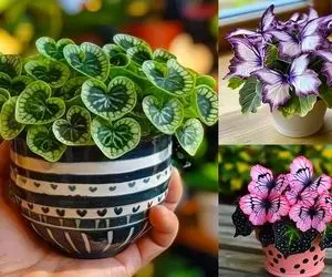 گیاهان آپارتمانی جمع و جور خوشگل برای خونه های کوچیک؛ ایجاد نقطه کانونی و فضای چشمگیر