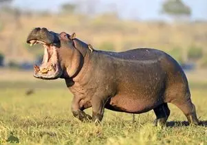 مستند حیات وحش؛ حمله وحشیانه اسب آبی نر بزرگ به دختر بچه از یه گله دیگه