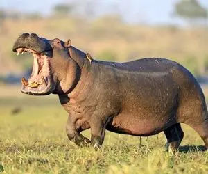 مستند حیات وحش؛ حمله وحشیانه اسب آبی نر بزرگ به دختر بچه از یه گله دیگه