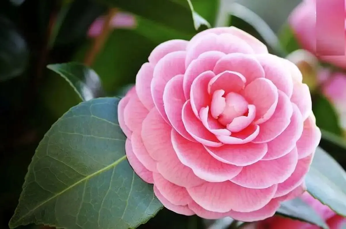 گیاهان مناسب هوای سرد