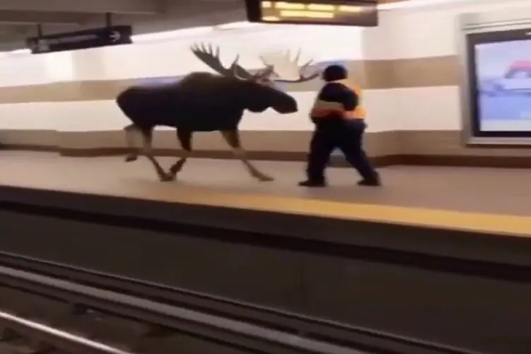 معماری طبیعت؛ گوزن اومد تو مترو مامورو به فنا داد ولی خودشم خیلی زود تقاص داد