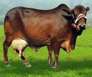 دامداری مدرن / روزانه ۵۰۰۰۰ کیلو شیر از گاو میدوشن ولی روز به روز حجیم تر میشه