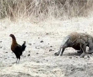 مستند حیات وحش؛ کومودو سفاک عین جارو برقیه از کوچکترین هام نمیگذره