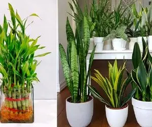 این گل ها سایه دوست هستند و از خورشید فراری؛ خونتون اون پشته و نور ندارین؟ پس بدو بیا