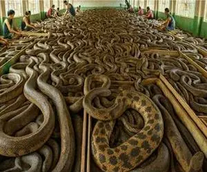 فرآوری مار؛ مارهایی که از پوست تا گوشت بدون چربی میره بازار برا سود میلیاردی