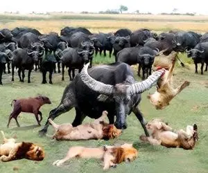 بدایع حیات وحش؛ گاومیش سفاک 10تا شیر و با شاخ مثله میکنه تا نشون بده رئیس کیه