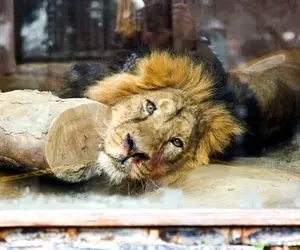 تست کرونای تنها شیر ایرانی منفی شد ، «هیرمان» به ویروس گربه سانان مبتلا است