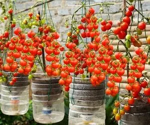ایده های خلاقانه؛ باغچه نداری تو بطری های پلاستیکی آب معدنی گوجه بکار عالی میشه