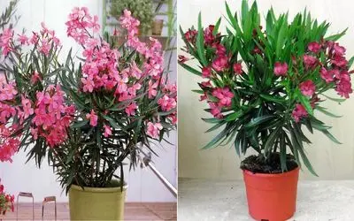 گلدان مناسب خرزهره رو چطور انتخاب کنیم؟/ با این نکات، خرزهرت مثل یه ستاره می‌ درخشه