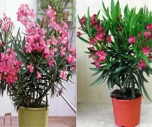 گلدان مناسب خرزهره رو چطور انتخاب کنیم؟/ با این نکات، خرزهرت مثل یه ستاره می‌ درخشه