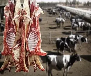 قیمت دام زنده امروز ۱۴ تیر ۱۴۰۵ + جدول
