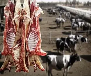 قیمت دام زنده امروز ۱۴ تیر ۱۴۰۵ + جدول
