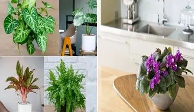 گل های مناسب آشپزخانه / اگه تو آشپزخانه پنجره ندارید و نورگیرش بده اینا نور نمیخوان