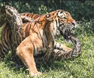 مستند حیات وحش / پیتون غول پیچید دور پیکر ببر سانتش بزنه برای بلع