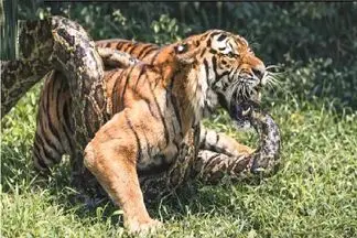 مستند حیات وحش / پیتون غول پیچید دور پیکر ببر سانتش بزنه برای بلع