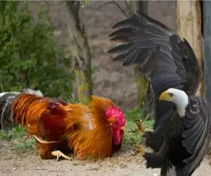 جذابیت حیات وحش؛ خروس غیرتی سز مرغش قادره روباه، سگ و حتی عقاب را منفجر کند