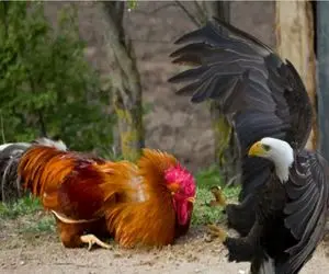 جذابیت حیات وحش؛ خروس غیرتی سز مرغش قادره روباه، سگ و حتی عقاب را منفجر کند