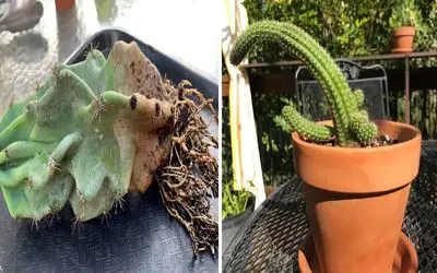 گیاه کاکتوس تو خونه مریضه و داره می میره؟ / نگران نباش، راه درمانش اینجاست!