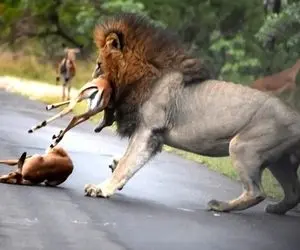 مستند حیات وحش؛ آهو؛ شیرها