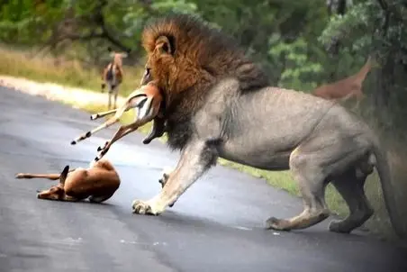 مستند حیات وحش؛ آهو؛ شیرها